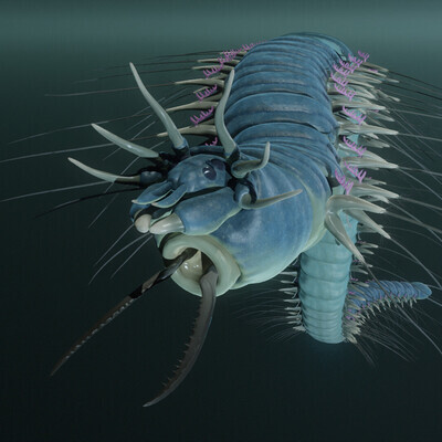 Polycheata