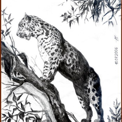 Кошка