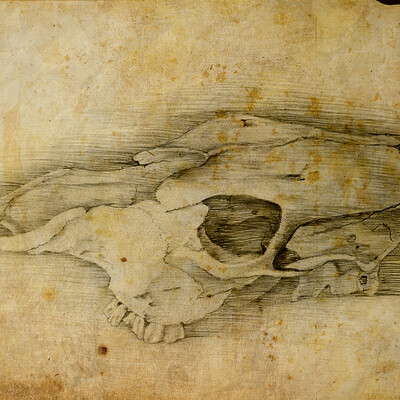 Череп коровы