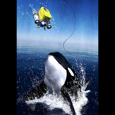 orca