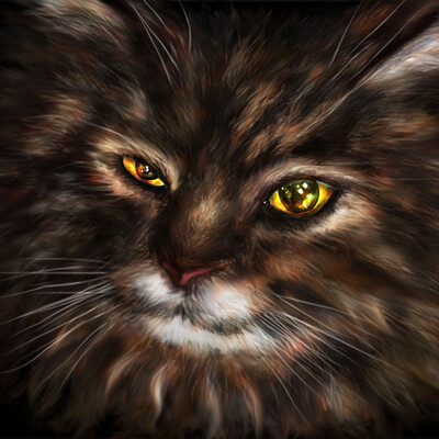Кот