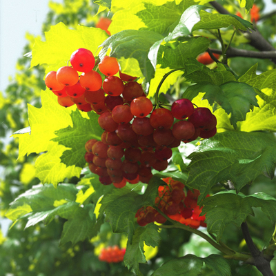 Apricus Acini